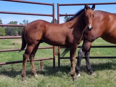 Top Gun Power JW <BR> AQHA 5947379